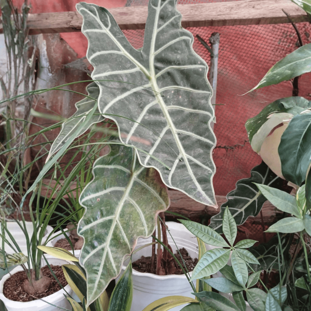 Alocasia Plant (FOR PICK UP ONLY)