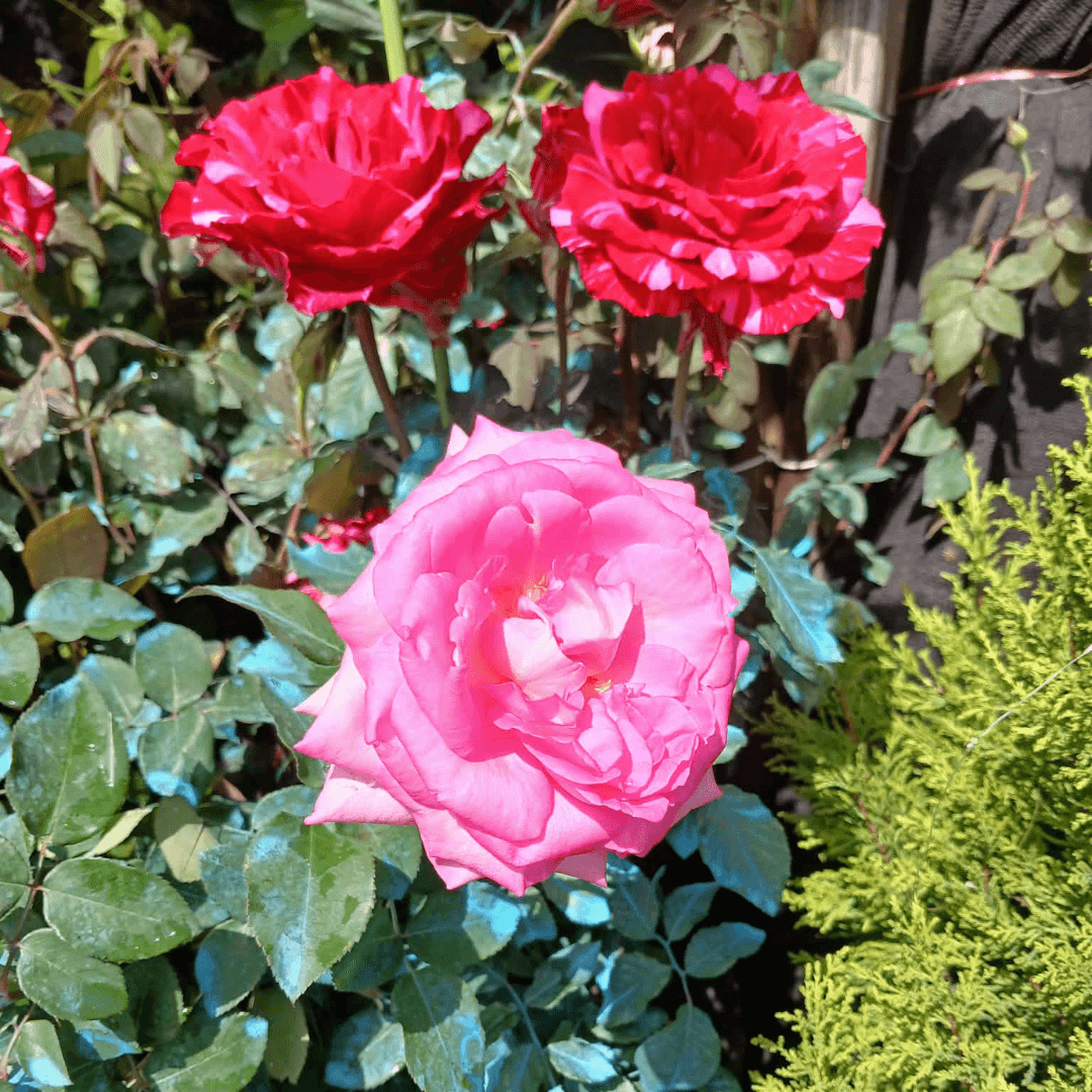 Ecuadorian Roses – Red (FOR PICK UP ONLY)